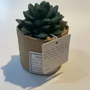 Demdaco Green Succulent Plant Kind Friendship 3 x 5 Acrylic Artificial Flower
