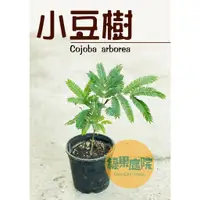 在飛比找蝦皮購物優惠-綠果庭院- 日本小豆樹/3吋盆小豆樹/5吋盆小豆樹/豆科植物