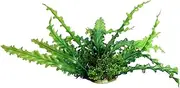 Ecoscape Medium Ruffled Lace Plant Green Aquarium Plant Fish Tank Décor Aqua One