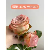 在飛比找蝦皮購物優惠-（樹玫瑰盆栽請聊聊報價）漫遊 Lilac wander  切