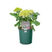 140mm Hydrangea- Hydrangea Macrophylla