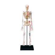 Human Skeleton Model with Removable Arms, Legs and Stand Skeleton Anatomy Model