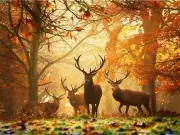 5D Diamond Painting Deer in the Sunlight Kit