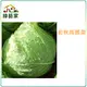 【綠藝家】大包裝B01.初秋高麗菜種子7克(約1100顆)(梨山品種)