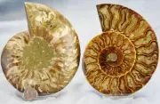 Large Split Ammonite Pair Crystals 110myo Dinosaur age FOSSIL XL 4.9" 4339aa