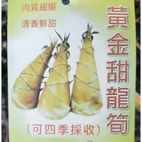 在飛比找蝦皮購物優惠-元茂園藝中壢園區-新貨上架 黃金甜龍筍 實品拍攝