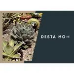 DESTA MO(植) 新手包 無根 / 綜合包 < 姬嚴龍 逆刺 籃球 > AGAVE 龍舌蘭 嚴龍 小芽 小苗 發根