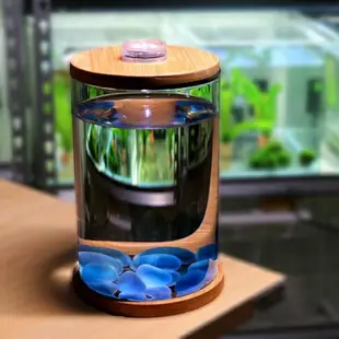 買一送一生態魚缸 斗魚缸迷你小型玻璃魚缸桌面微景觀賞辦公室水族箱生態瓶魚缸 卡洛琳