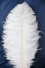 White Ostrich Feathers 14-16 inch 50 Pieces(GA, USA)