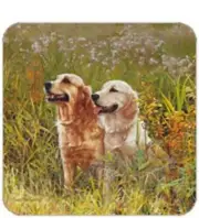 Cork Back Coaster-Dog Design-PAIR OF GOLDEN RETRIEVERS-Create Your Own Set!