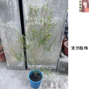 小花園藝 澳洲臘梅 梅  5吋盆 $240