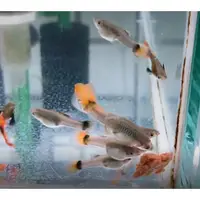 在飛比找蝦皮購物優惠-孔雀魚,羅漢,紅龍,七彩神仙,鬥魚..專用增豔靈芝全功能漢堡