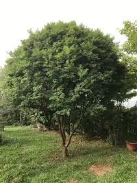 在飛比找Yahoo!奇摩拍賣優惠-樹葡萄 米俓約13cm，樹高度約4米 ，樹幅約3.5米黑松真