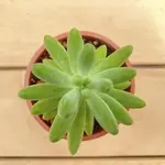 🌵福祥仙人掌🌵八千代 多肉植物