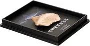 TIDTALEO Fossilized Model Unique Teeth Decor for Desktop Ornamentation Teaching Tool for Paleontology Enthusiasts and Geology Includes Rare Fossilized