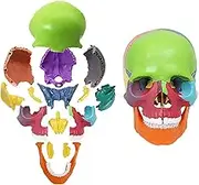 1/2 Human Skull Anatomy Model, Detachable Realistic Head Model for Students, 15 Parts Colored Exploded Plastic Skull Model, Palm-Sized Mini Skull Anatomical Model
