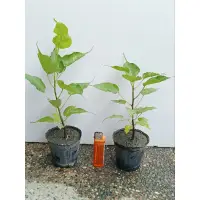 在飛比找蝦皮購物優惠-菩提樹 菩提小樹苗 菩提樹苗 小品樹苗 綠化樹苗 綠化植物