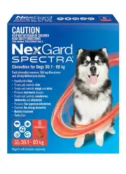 Nexgard Spectra XL Dogs - Flea, Tick and Worming Chew for 30.1kg-60kg, 6 Pack