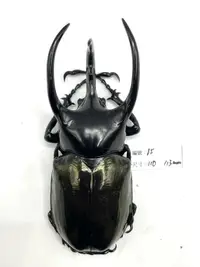 在飛比找露天拍賣優惠-Chalcosoma chiron janssensi.高卡