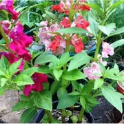 BALSAM 'Camellia Flowered Mix' / Impatiens seeds