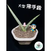 在飛比找蝦皮購物優惠-佛手錦_室內植物_虎尾蘭🔹Sansevieria Bonce