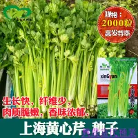 在飛比找蝦皮購物優惠-🌱🥬上海黃心芹芹菜種子 農田菜園實心縴維少脆嫩芹菜蔬菜籽 種