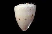Sea shell - Melo broderipii- 186mm