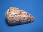 Conus araneosus Lightfoot, 1786 "BEAUTIFUL!" (82.5mm)