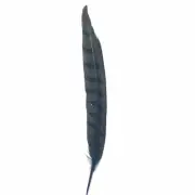 12" to 14" Reeves Pheasant Tail Feather - Navy