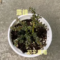 在飛比找蝦皮購物優惠-初花農場|露鏡|多肉植物|3吋盆|全日照或半日照皆可|因為露