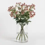 Artificial Astrantia Stem [MUSLASTRSS22]