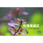 【魚草杰園】 圓葉葉底紅 玫瑰葉底紅 1株 #水草 #後景 #不需CO2 #耐熱 #紅色 #陰性草 #入門水草