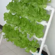 Ladder-style Hydroponic Grow Kit 36 Sites Plant Vegetable