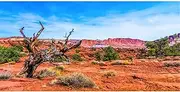 AWERT 48x24 inches Reptile Habitat Background Blue Sky Oasis Orange Desert Terrarium Background Polyester Background