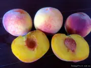 Peach Tropic Beauty Tree - Prunus persica