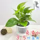 【小品文化】黃金葛【現貨】3.5吋條紋免澆水盆栽 懶人盆栽 觀葉植物 室內植物 廁所植物 盆栽 植物 居家辦公盆