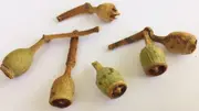 Buy Eucalyptus - Swamp Mahogony Tree (Eucalyptus robusta)