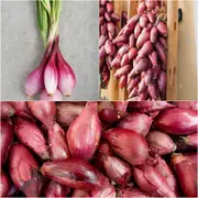 Onion - Long Tropea Red seeds