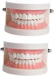 TIDTALEO Standard Teeth Model Boys and Girls Teaching Teeth Model Oral Study Supplies
