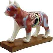 Animal Acupuncture Model - Animal Anatomy Model - Dog/Cat Anatomical Model - Cat (36 Acupuncture Points)& Dog (72 Acupuncture Points) Scientific Animal Anatomy,Cat