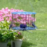 Erva Baffled -Caged Bluebird Feeder with Perch Accessory