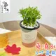 【小品文化】羅漢松【現貨】3吋杯子免澆水盆栽 懶人盆栽 觀葉植物 室內植物 自動吸水 創意花盆 居家辦公盆花