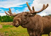 MOOSE- 3D Lenticular Postcard Greeting Card - Wildlife