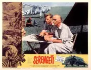 Serengeti Lobby Card documentary 1959 Old Film Movie Photo