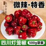 【新貨超低價】燈籠椒500G 特香燈籠椒微辣香辣辣子優質燈籠辣椒乾鍋香鍋火鍋辣椒乾