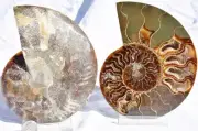 Large Ammonite Pair Deep Crystal Cavity 110myo Fossil 146mm LARGE 5.7" 2666bb