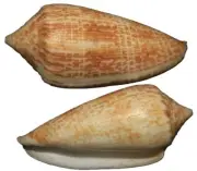 555 seashells Conus armadillo 64.5mm F++, superb pattern and color
