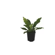 140mm Birds Nest Fern - Asplenium nidus