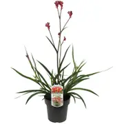 180mm Bush Crystal Kangaroo Paw - Anigozanthos hybrid