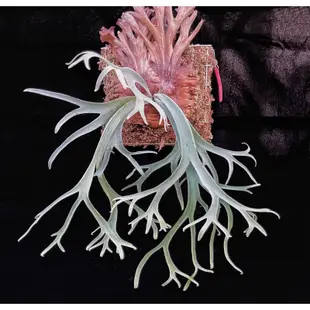 侏儒爪哇P.willinckii  ' Joker '(鹿角蕨、爪哇鹿角蕨、雨林植物、文青植物、蕨類植物、觀葉植物可參考